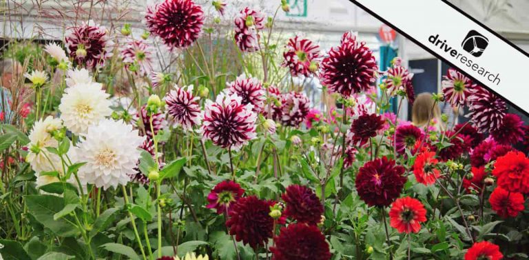 Different flowers in a garden show - Drive Research