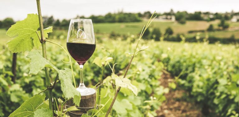 Glass of red wine in winery vineyard