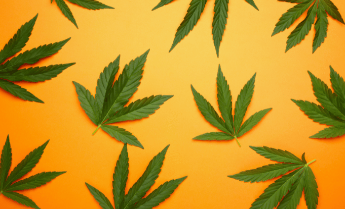 Cannabis leaves on orange background