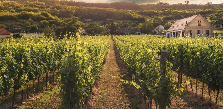 Vineyard in summer