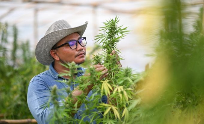 Young innovative farmer inspecting cannabis plants in greenh