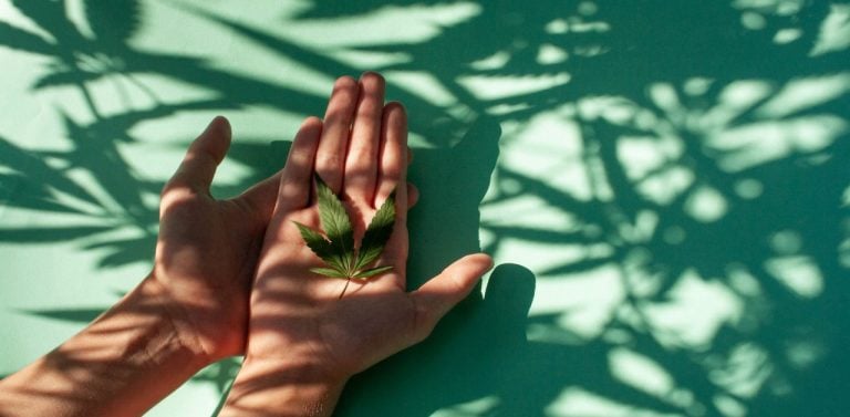 Hand holding cannabis leaf