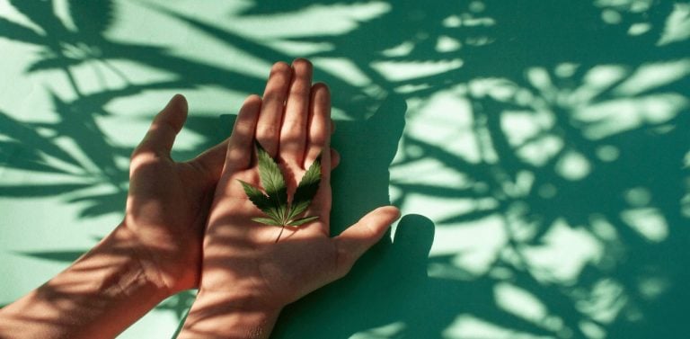 Hands holding cannabis leaf (1)